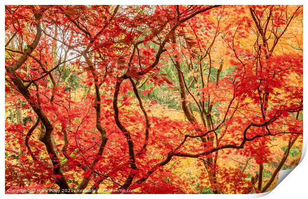 Red Maple Leaves on Black Branches Print by Mark Poley