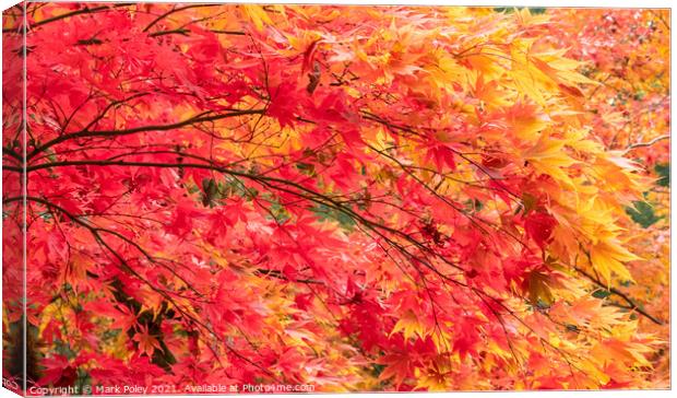 Cascade of Red & Yellow Maple Tree Branches Canvas Print by Mark Poley