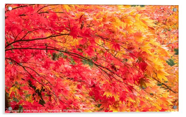 Cascade of Red & Yellow Maple Tree Branches Acrylic by Mark Poley
