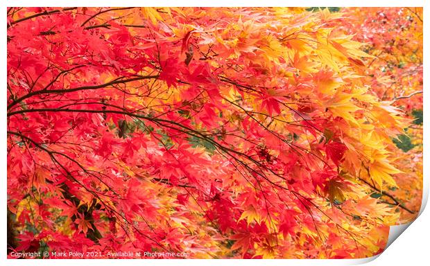 Cascade of Red & Yellow Maple Tree Branches Print by Mark Poley