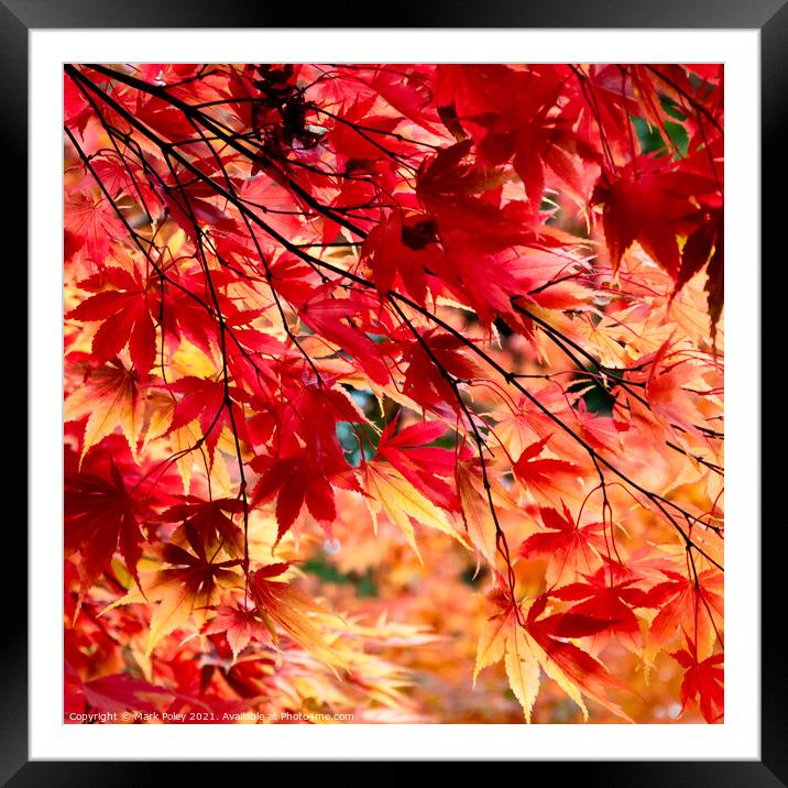 Under the Maple Tree Framed Mounted Print by Mark Poley