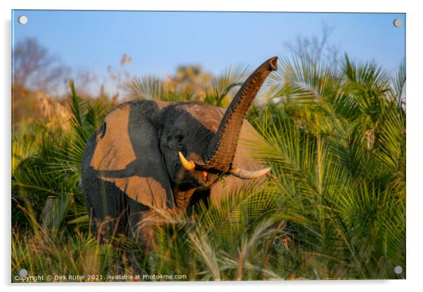 Elephant in the Okavango Delta Acrylic by Dirk Rüter