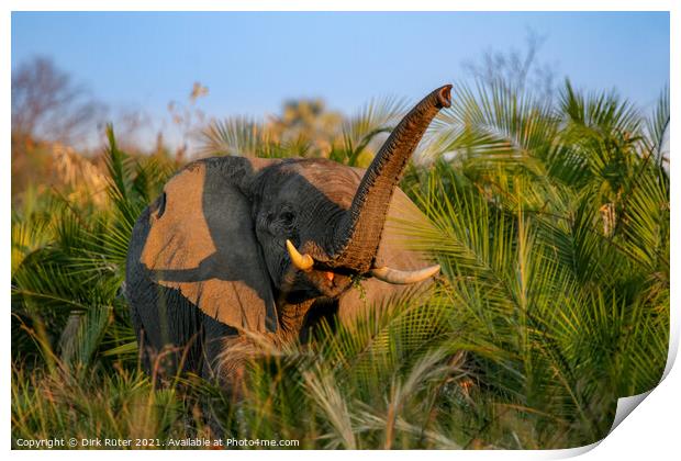 Elephant in the Okavango Delta Print by Dirk Rüter