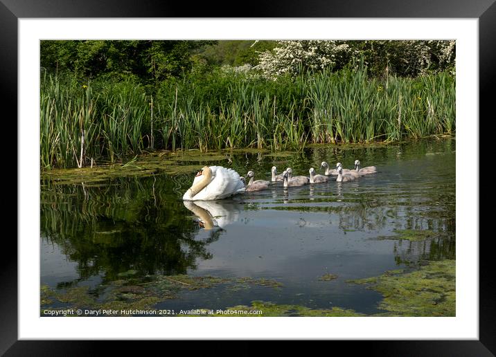 Swan and cygnets Framed Mounted Print by Daryl Peter Hutchinson