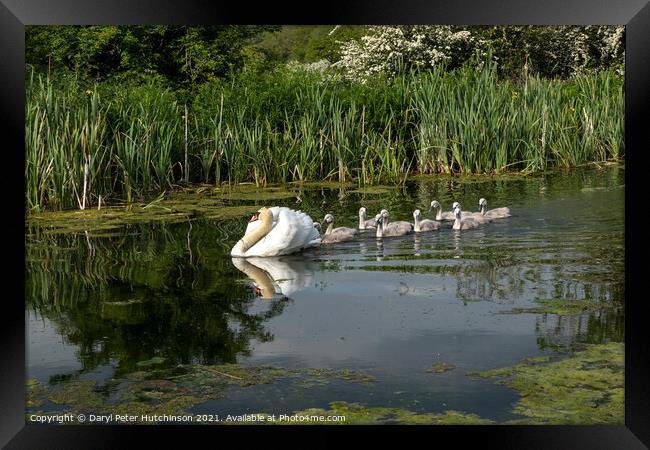 Swan and cygnets Framed Print by Daryl Peter Hutchinson