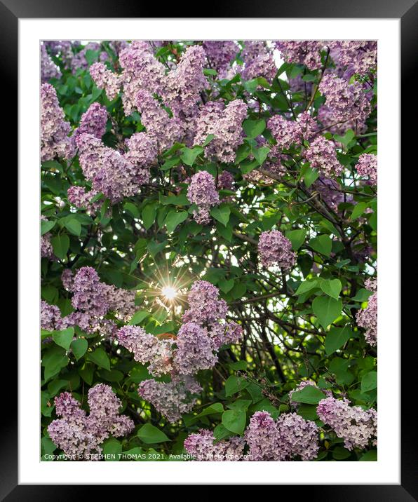 Sun In Lilac Bush Framed Mounted Print by STEPHEN THOMAS