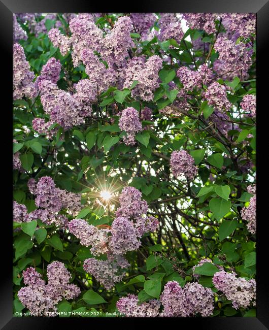 Sun In Lilac Bush Framed Print by STEPHEN THOMAS