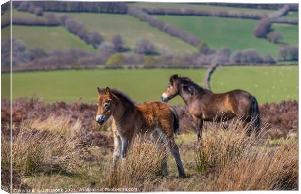 Exmoor Pony with Foal Canvas Print by Jim Monk