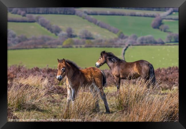 Exmoor Pony with Foal Framed Print by Jim Monk