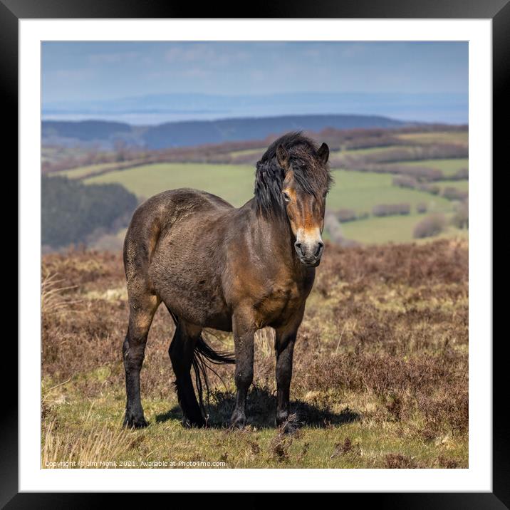 Exmoor Pony, Somerset Framed Mounted Print by Jim Monk
