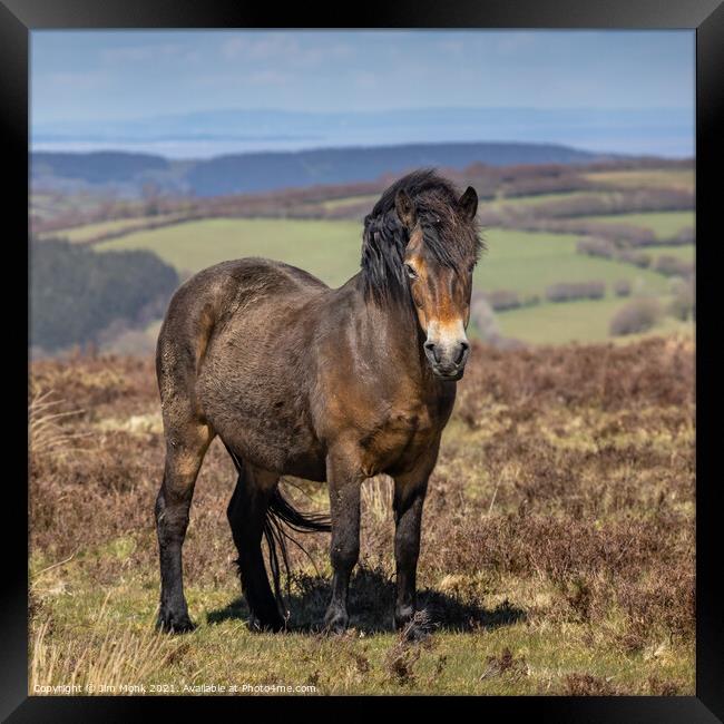Exmoor Pony, Somerset Framed Print by Jim Monk