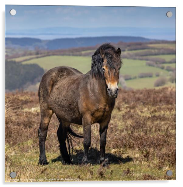Exmoor Pony, Somerset Acrylic by Jim Monk