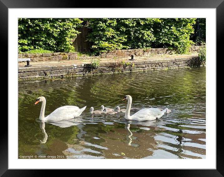 Swan Family  Framed Mounted Print by Alison Gregg
