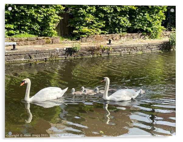 Swan Family  Acrylic by Alison Gregg