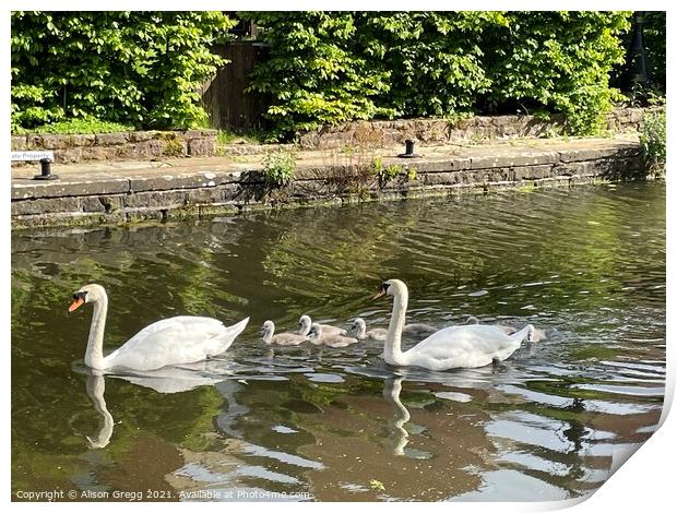 Swan Family  Print by Alison Gregg