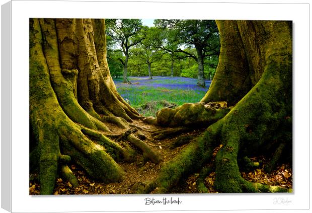 Between the beech Bluebells at dawn Canvas Print by JC studios LRPS ARPS