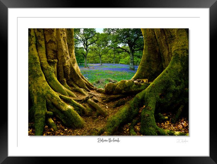 Between the beech Bluebells at dawn Framed Mounted Print by JC studios LRPS ARPS
