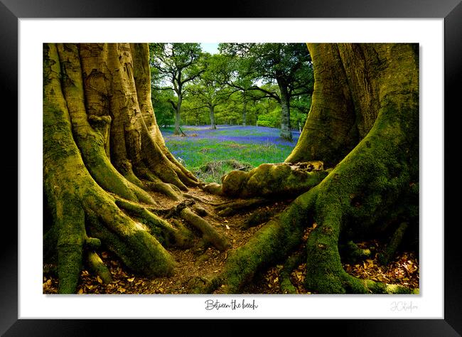 Between the beech Bluebells at dawn Framed Print by JC studios LRPS ARPS