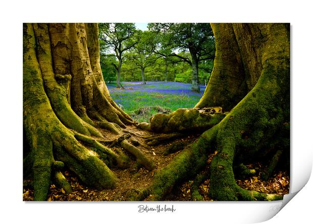 Between the beech Bluebells at dawn Print by JC studios LRPS ARPS