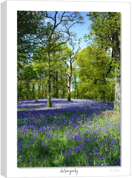 As time goes by  English Bluebells at dawn Canvas Print by JC studios LRPS ARPS