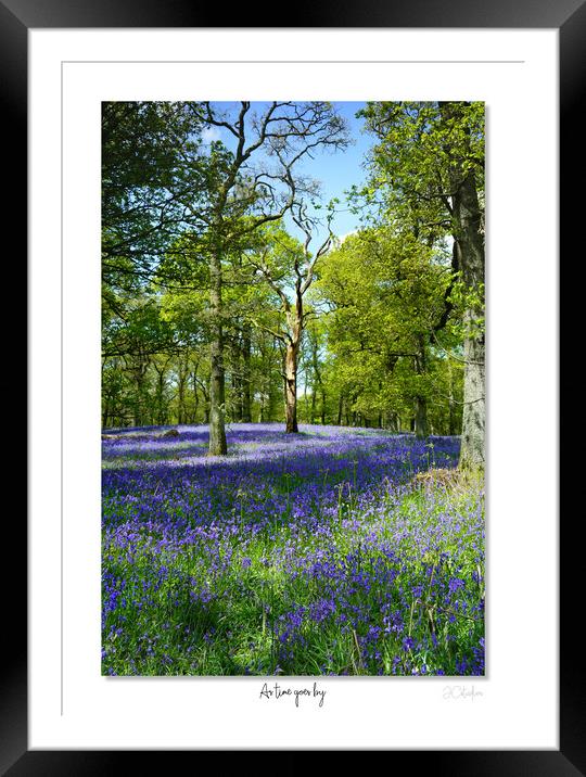 As time goes by  English Bluebells at dawn Framed Mounted Print by JC studios LRPS ARPS