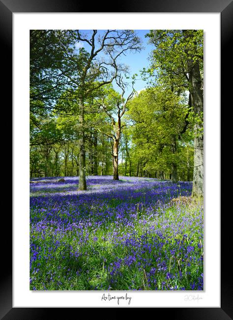 As time goes by  English Bluebells at dawn Framed Print by JC studios LRPS ARPS