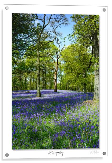 As time goes by  English Bluebells at dawn Acrylic by JC studios LRPS ARPS