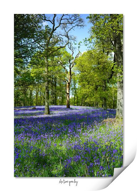 As time goes by  English Bluebells at dawn Print by JC studios LRPS ARPS