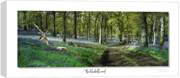 The bluebell wood Canvas Print by JC studios LRPS ARPS