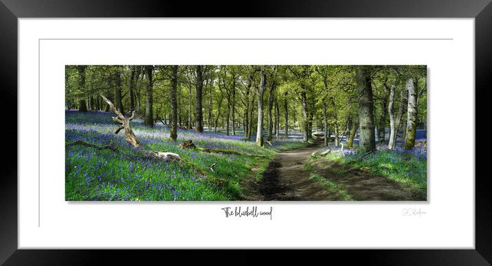 The bluebell wood Framed Mounted Print by JC studios LRPS ARPS