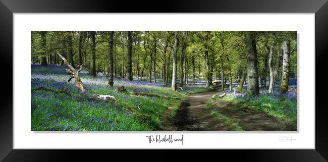 The bluebell wood Framed Print by JC studios LRPS ARPS