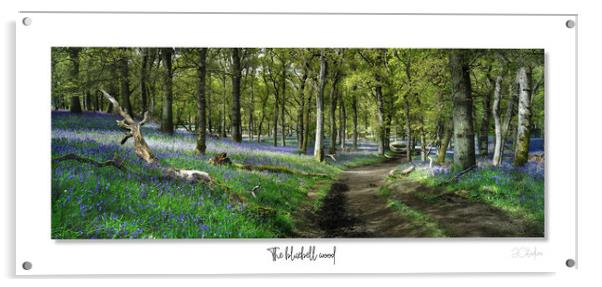 The bluebell wood Acrylic by JC studios LRPS ARPS