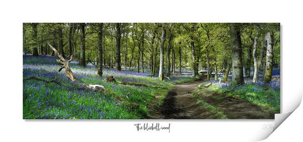 The bluebell wood Print by JC studios LRPS ARPS