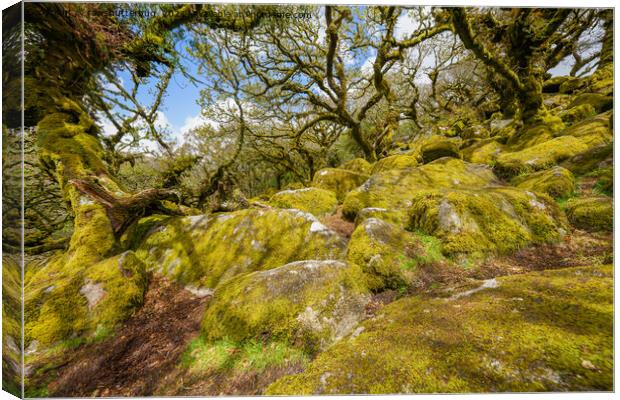 Wistman's Wood Canvas Print by rawshutterbug 