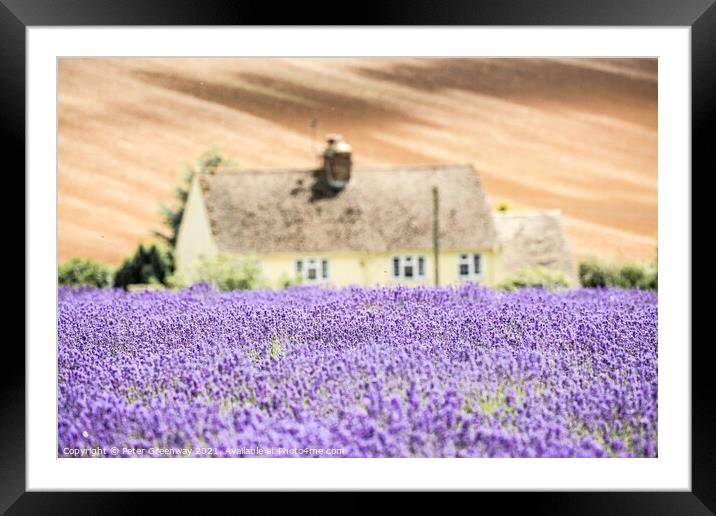 Cotswold Cottage Overlooking The Lavender Fields A Framed Mounted Print by Peter Greenway