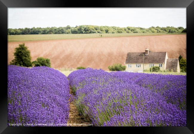 Lavender Fields And Cottage At Snowshill, Cotswold Framed Print by Peter Greenway