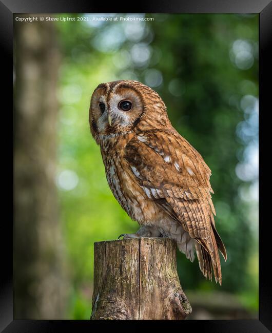 Tawny Owl Framed Print by Steve Liptrot