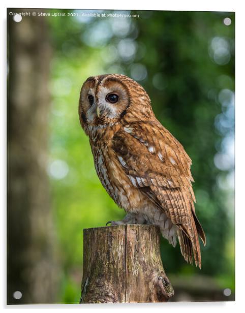 Tawny Owl Acrylic by Steve Liptrot