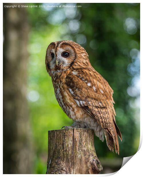 Tawny Owl Print by Steve Liptrot