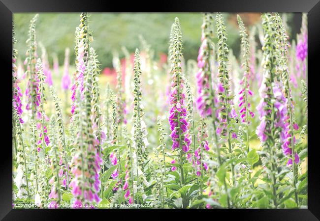 Foxgloves In The Flower Beds Of An English Country Framed Print by Peter Greenway
