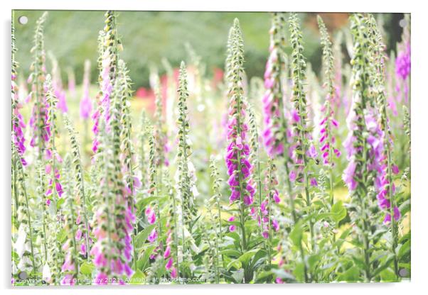Foxgloves In The Flower Beds Of An English Country Acrylic by Peter Greenway