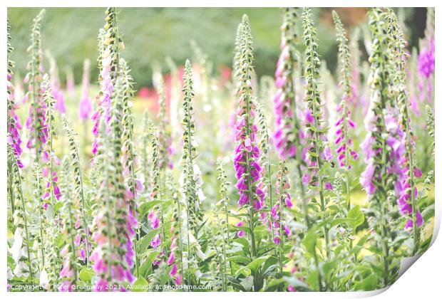 Foxgloves In The Flower Beds Of An English Country Print by Peter Greenway