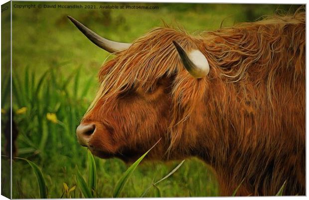 Highland cow Canvas Print by David Mccandlish