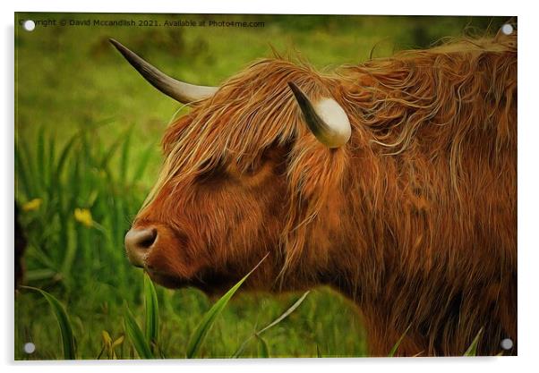 Highland cow Acrylic by David Mccandlish