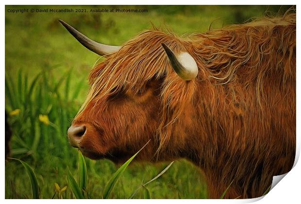 Highland cow Print by David Mccandlish