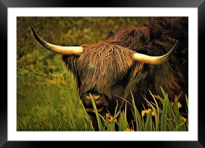 Highland Cattle Framed Mounted Print by David Mccandlish