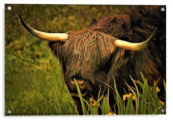 Highland Cattle Acrylic by David Mccandlish