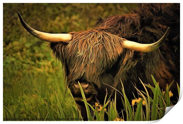 Highland Cattle Print by David Mccandlish