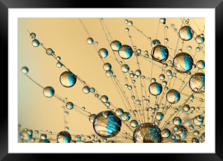 Dandy Drop Web Framed Mounted Print by Sharon Johnstone