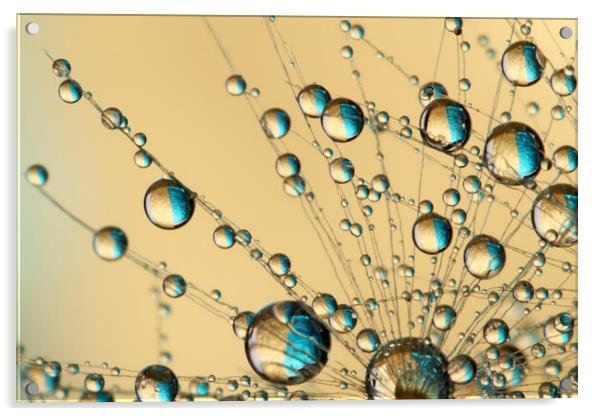 Dandy Drop Web Acrylic by Sharon Johnstone